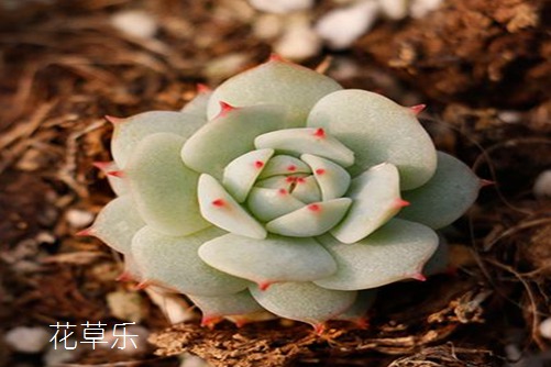 丝瓜贴脸黑人啊灬啊灬啊灬快灬深，古老美容法的现代魅力与科学揭秘
