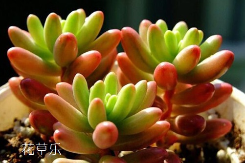 人像摄影用镜头好——，揭秘专业摄影师的首选秘密武器