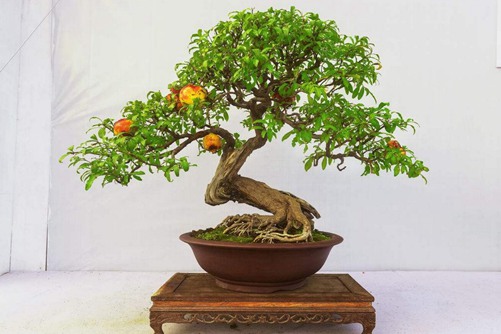 甘菊面膜黑人啊灬啊灬啊灬快灬深，解锁你的天然美肌秘密